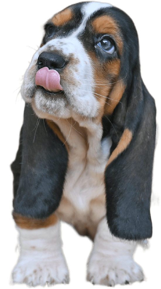 basset hound